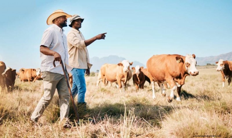 Cattle Farming Profitability: Revenue, Expenses & Market Trends