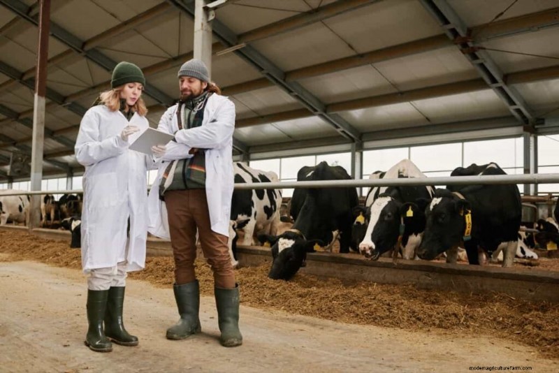 Cattle Farming Profitability: Revenue, Expenses & Market Trends