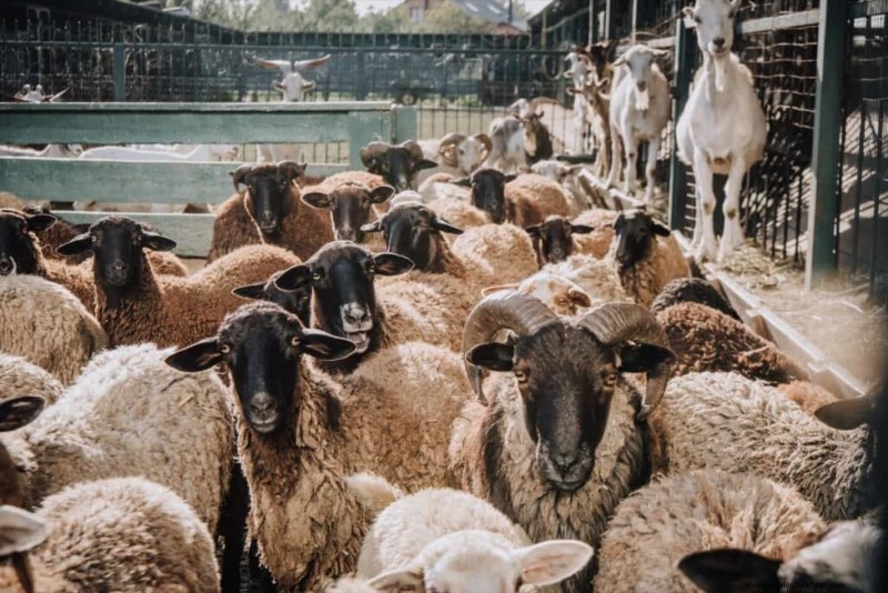 Starting a Sheep Farm: A Comprehensive Business Plan