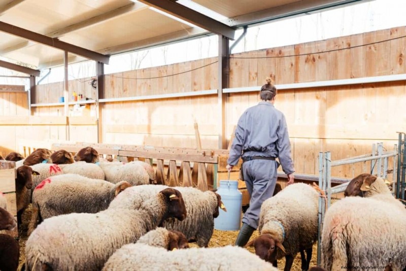 Starting a Sheep Farm: A Comprehensive Business Plan