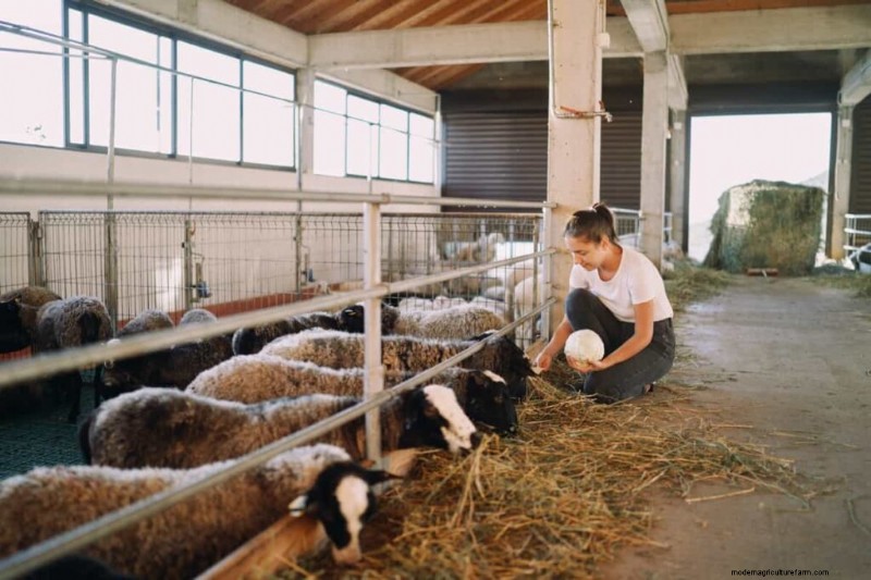 Starting a Sheep Farm: A Comprehensive Business Plan