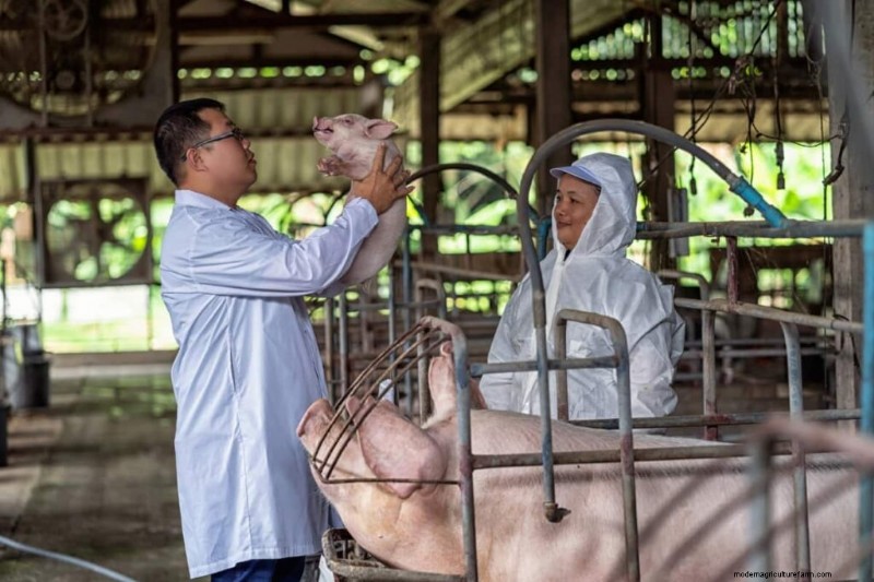 Beginner s Guide to Pig Fattening: Maximizing Profitability