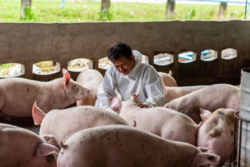 Beginner s Guide to Pig Fattening: Maximizing Profitability