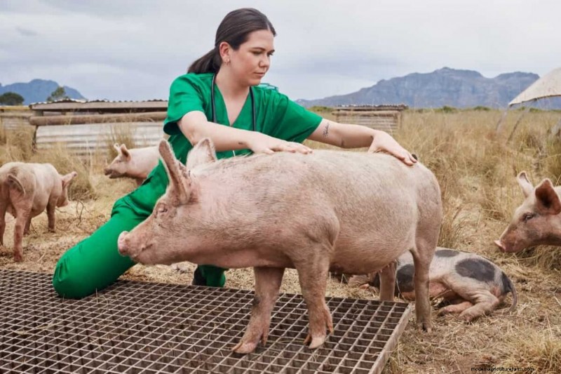 Beginner s Guide to Pig Fattening: Maximizing Profitability
