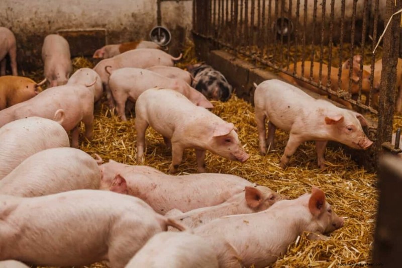 Beginner s Guide to Pig Fattening: Maximizing Profitability
