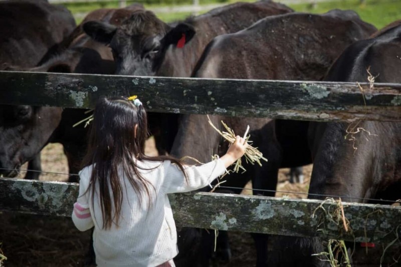 Wagyu Cattle: A Comprehensive Guide to Breeding & Raising Premium Beef