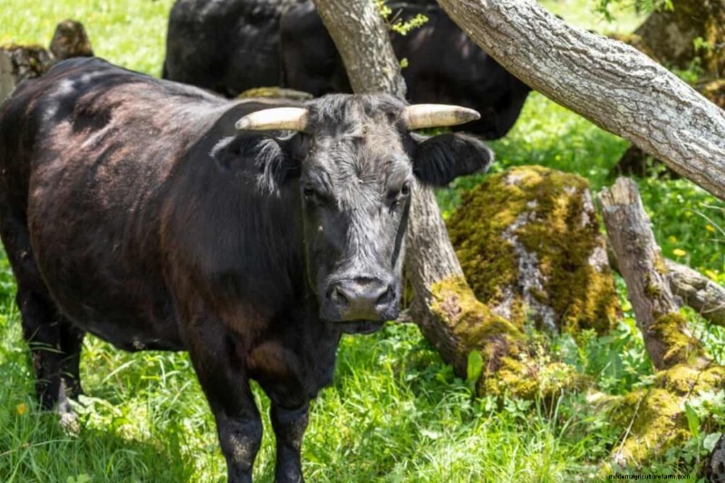 Wagyu Cattle: A Comprehensive Guide to Breeding & Raising Premium Beef
