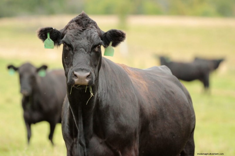 Wagyu Cattle: A Comprehensive Guide to Breeding & Raising Premium Beef