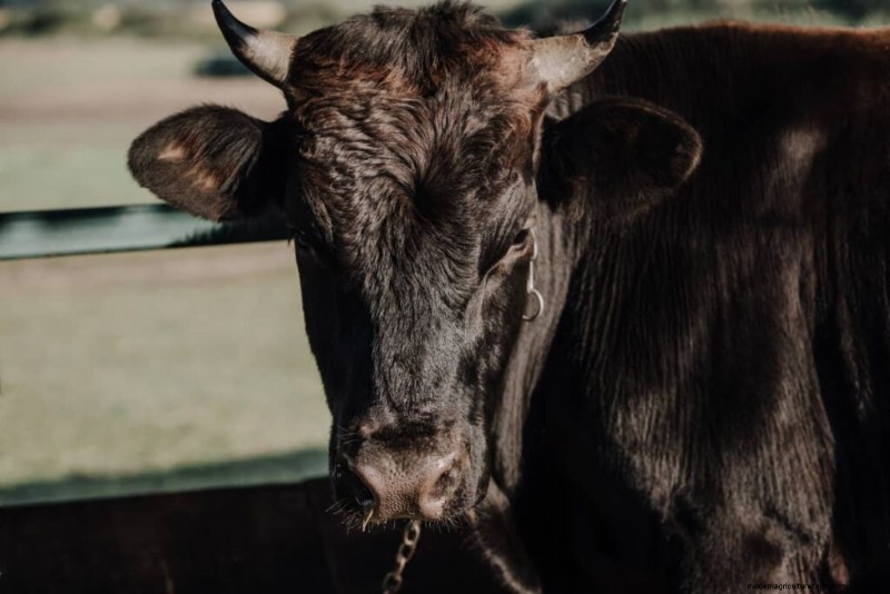 Wagyu Cattle: A Comprehensive Guide to Breeding & Raising Premium Beef