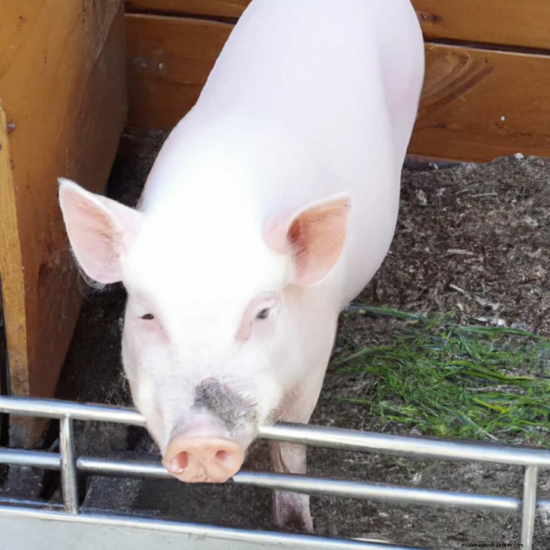 Chester White Pigs: A Comprehensive Guide to Raising and Management