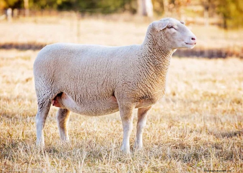 Suffolk Sheep: Challenges & Limitations for Farmers