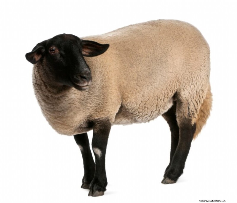 Suffolk Sheep: Challenges & Limitations for Farmers