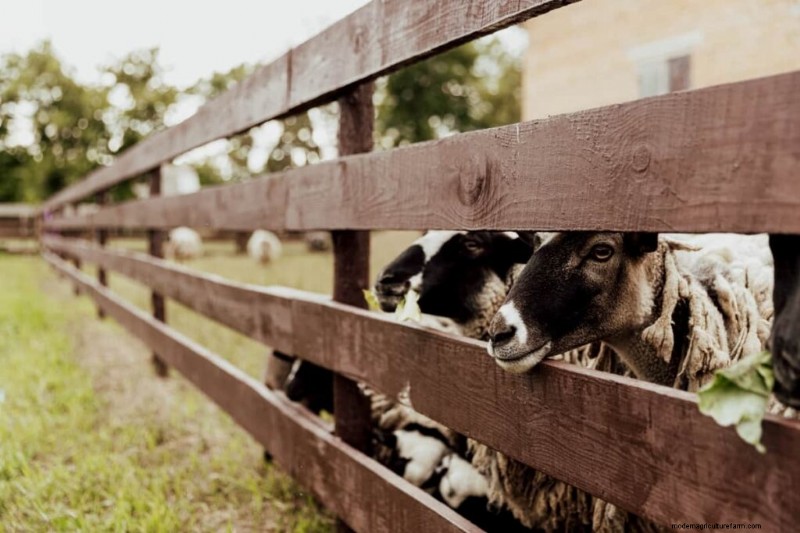 Suffolk Sheep: Challenges & Limitations for Farmers