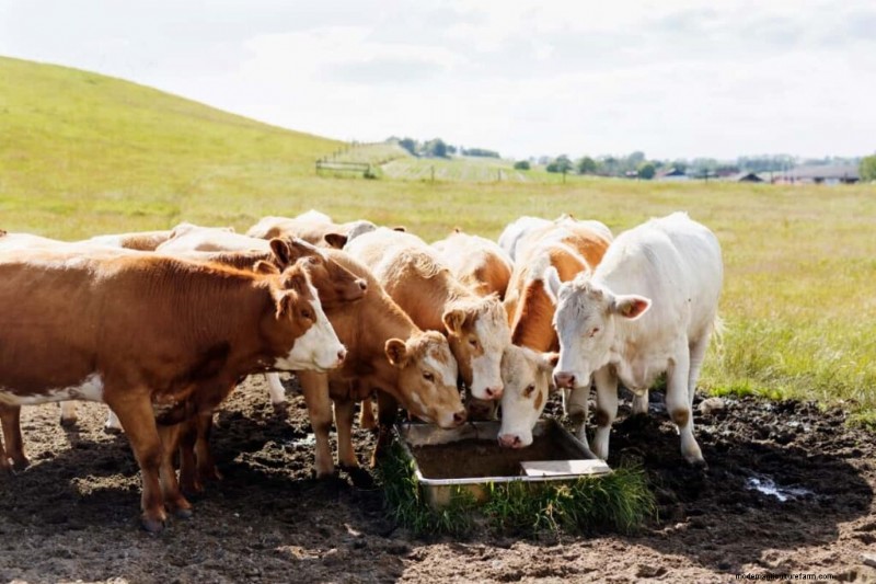 Cattle Heat Stress Management: A Comprehensive Guide