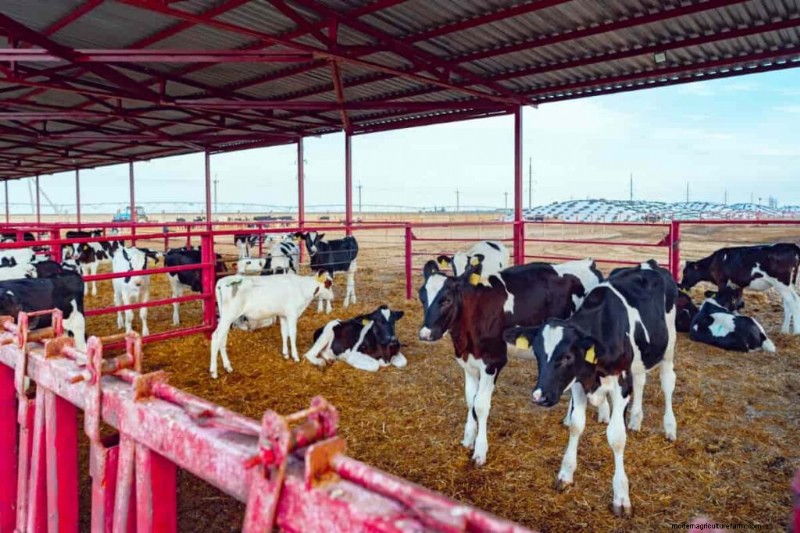 Cattle Heat Stress Management: A Comprehensive Guide