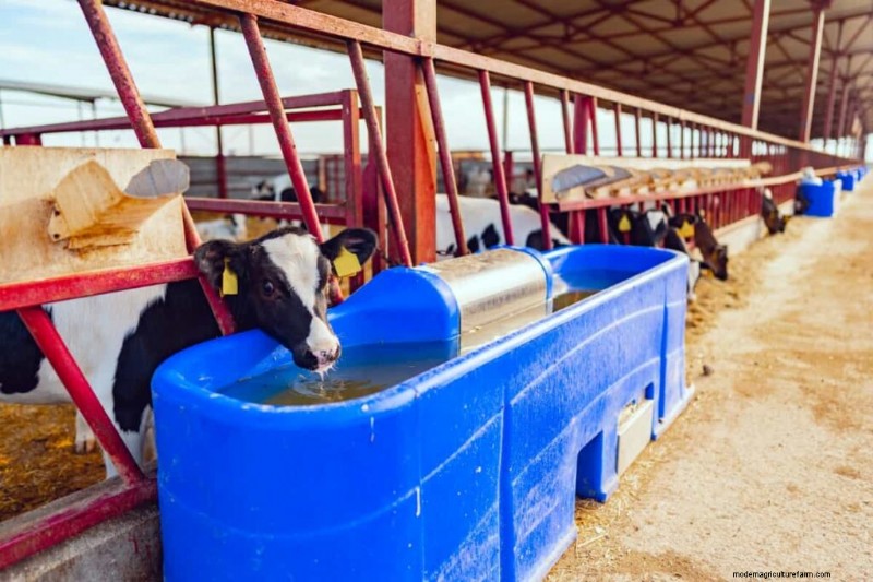 Cattle Heat Stress Management: A Comprehensive Guide