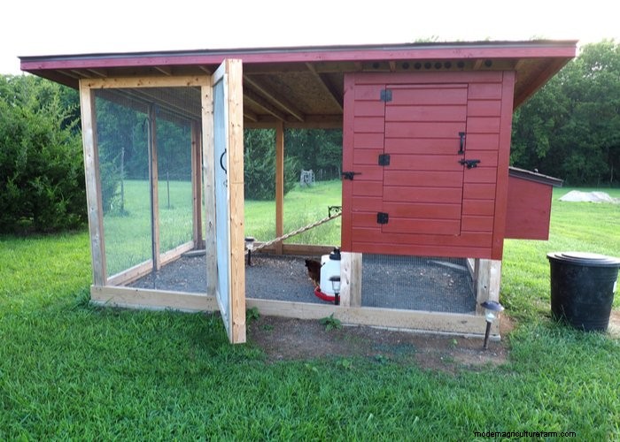 Backyard Chickens for Beginners: Essential Tips & Advice