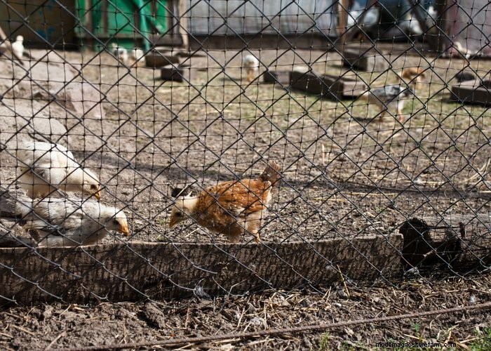 Backyard Chickens for Beginners: Essential Tips & Advice