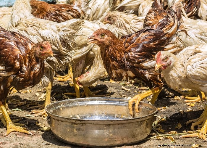 Backyard Chickens for Beginners: Essential Tips & Advice