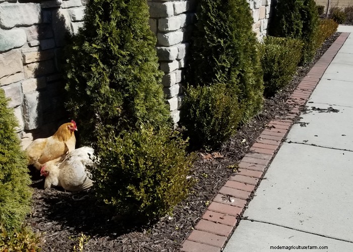 Backyard Chickens for Beginners: Essential Tips & Advice