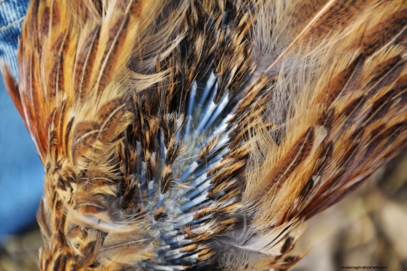 Backyard Chickens for Beginners: Essential Tips & Advice
