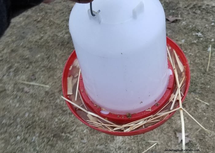 Backyard Chickens for Beginners: Essential Tips & Advice