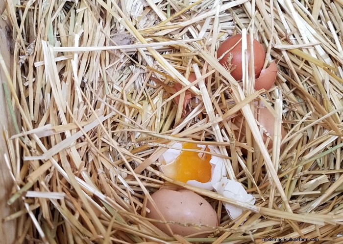 Backyard Chickens for Beginners: Essential Tips & Advice