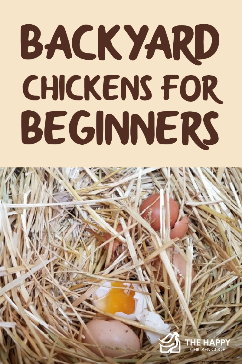 Backyard Chickens for Beginners: Essential Tips & Advice