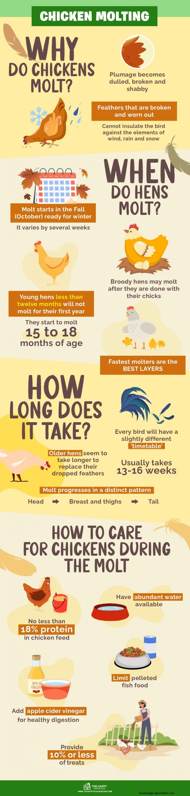 Understanding Chicken Molting: A Complete Guide for Chicken Owners