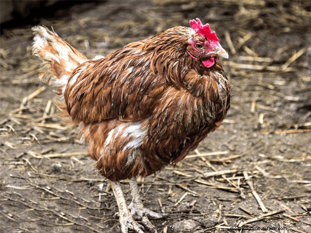 Understanding Chicken Molting: A Complete Guide for Chicken Owners
