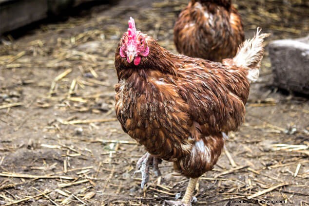 Understanding Chicken Molting: A Complete Guide for Chicken Owners
