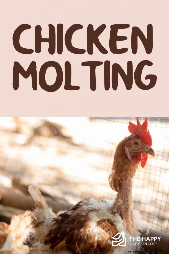Understanding Chicken Molting: A Complete Guide for Chicken Owners
