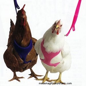 Chicken Harnesses: A Comprehensive Guide to Training & Safety