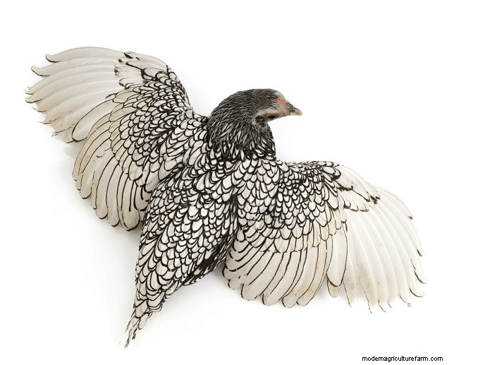 Sebright Chickens: History, Care & Breeding Guide