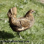 Sebright Chickens: History, Care & Breeding Guide
