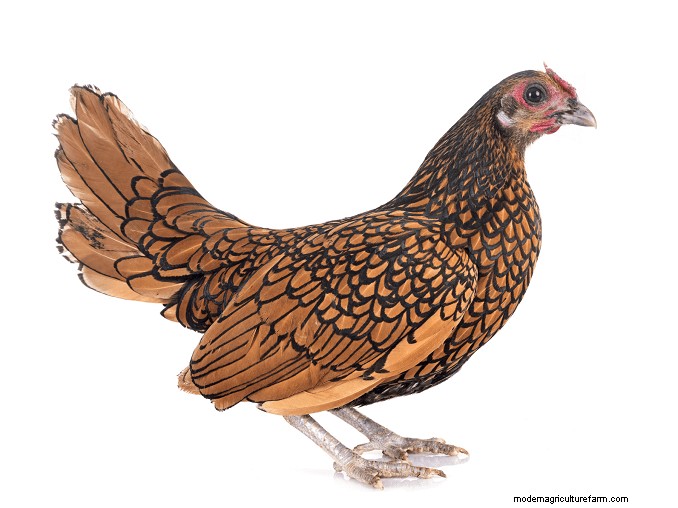 Sebright Chickens: History, Care & Breeding Guide