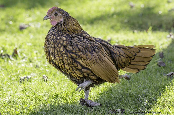 Sebright Chickens: History, Care & Breeding Guide