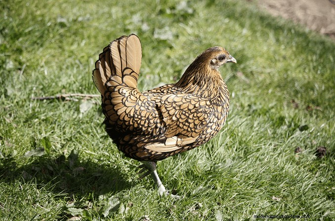 Sebright Chickens: History, Care & Breeding Guide