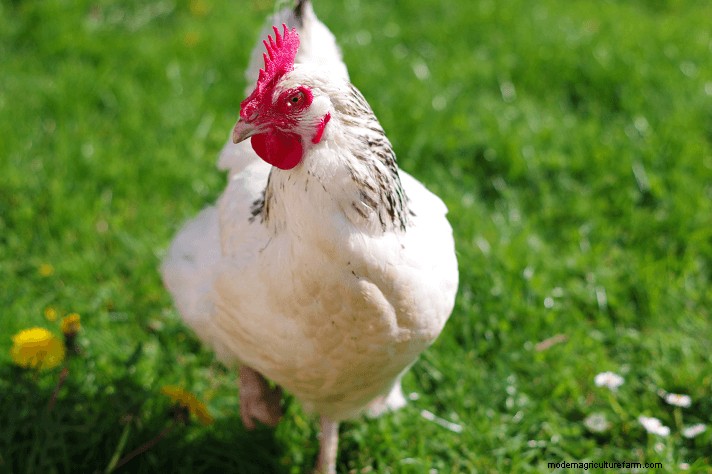 Sussex Chickens: A Comprehensive Guide to Temperament, Care & Egg Color