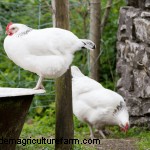 Sussex Chickens: A Comprehensive Guide to Temperament, Care & Egg Color
