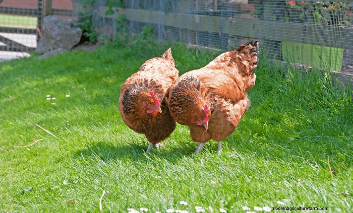 Sussex Chickens: A Comprehensive Guide to Temperament, Care & Egg Color