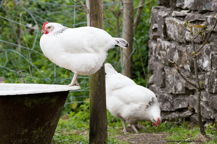 Sussex Chickens: A Comprehensive Guide to Temperament, Care & Egg Color