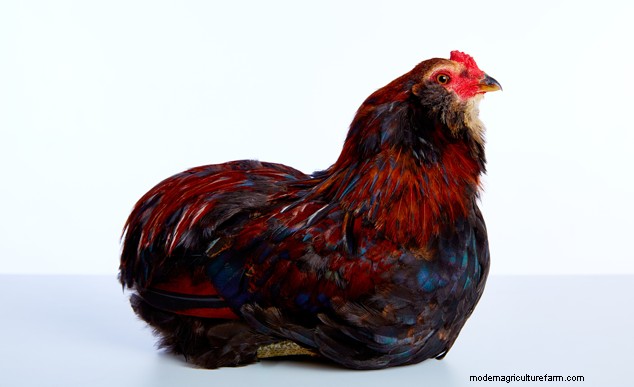 Top 8 Chicken Breeds for Small Spaces: Backyard Poultry Guide
