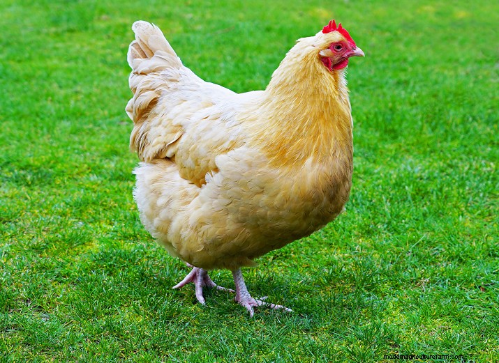 Top 8 Chicken Breeds for Small Spaces: Backyard Poultry Guide