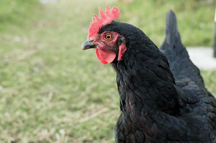 Top 8 Chicken Breeds for Small Spaces: Backyard Poultry Guide