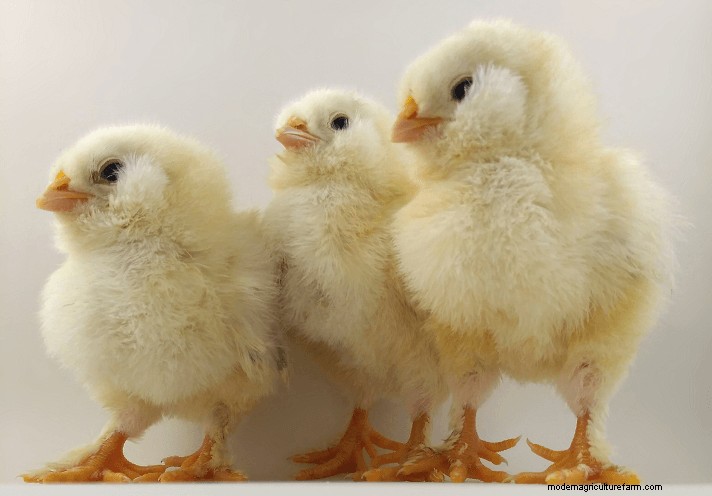 Top 8 Chicken Breeds for Small Spaces: Backyard Poultry Guide
