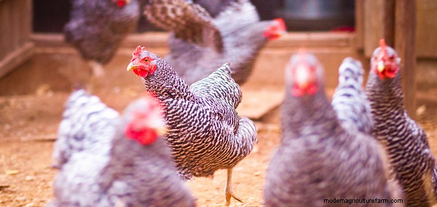 Top 8 Chicken Breeds for Small Spaces: Backyard Poultry Guide