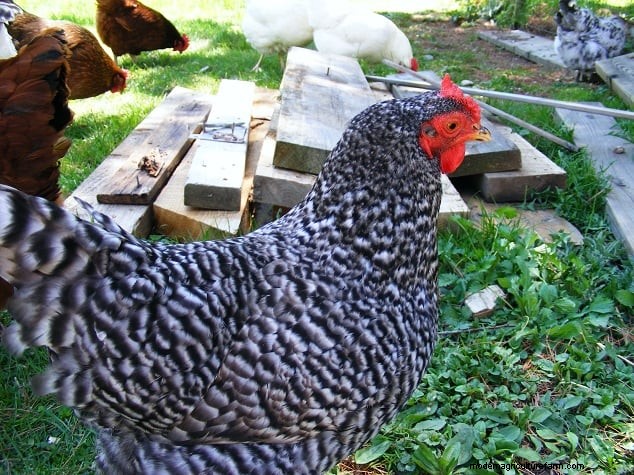 Top 8 Chicken Breeds for Small Spaces: Backyard Poultry Guide