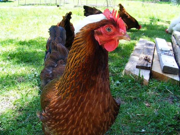 Top 8 Chicken Breeds for Small Spaces: Backyard Poultry Guide