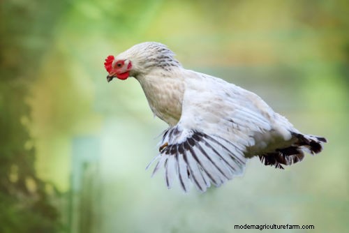 Do Chickens Fly? Debunking Common Myths About Chicken Flight